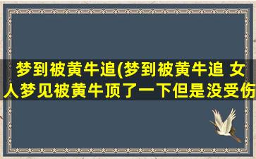 梦到被黄牛追(梦到被黄牛追 女人梦见被黄牛顶了一下但是没受伤)